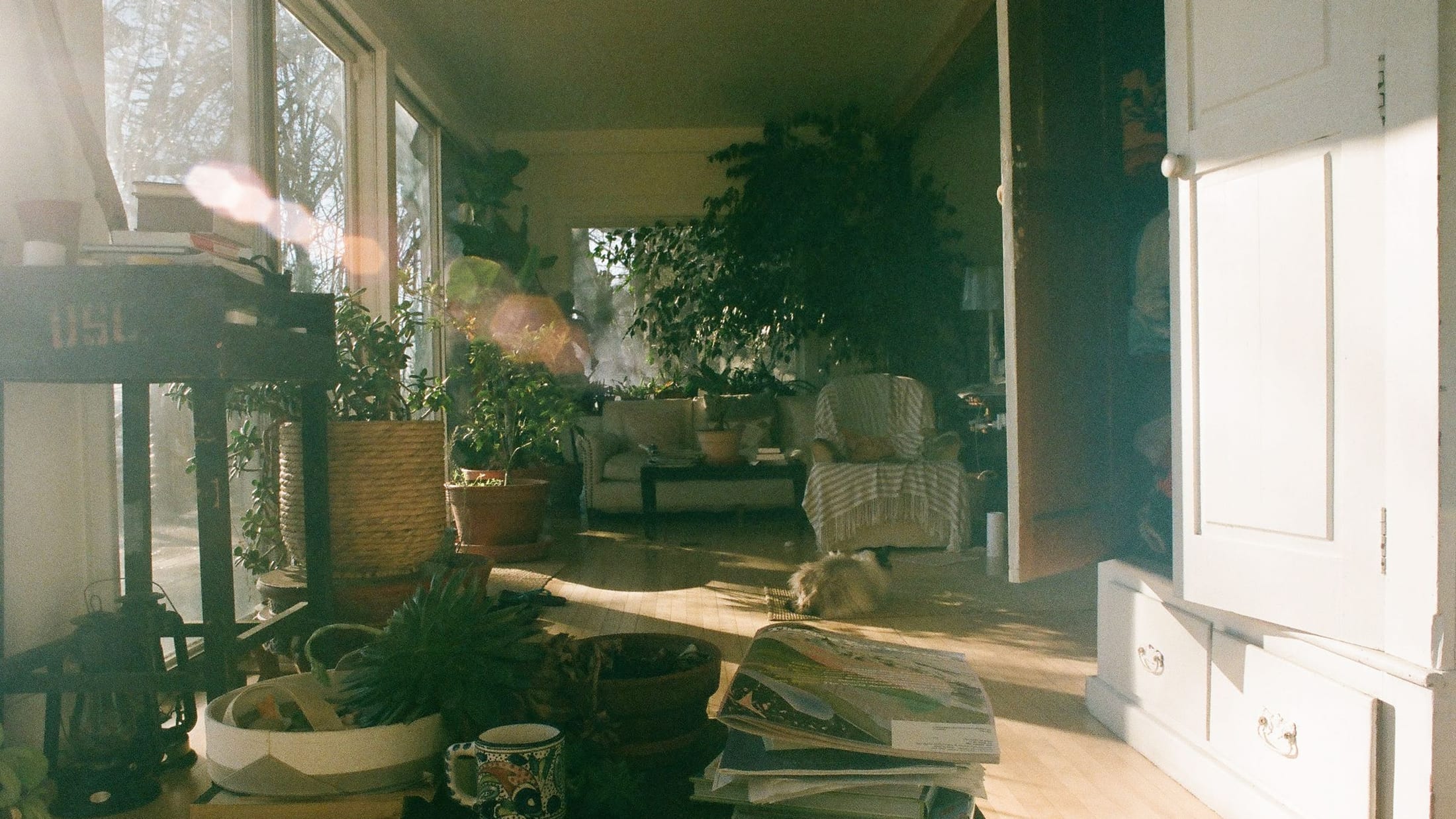 A plant-filled room in low winter sunlight, an armchair with a throw over it at the far end
